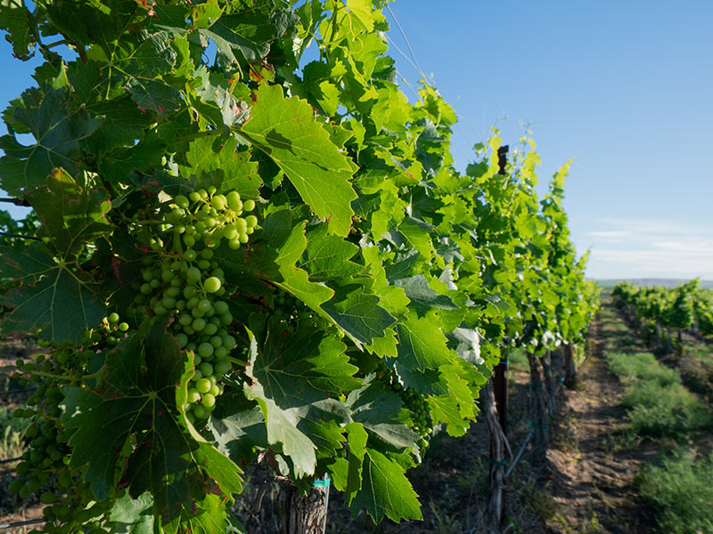 view down row of grape vines